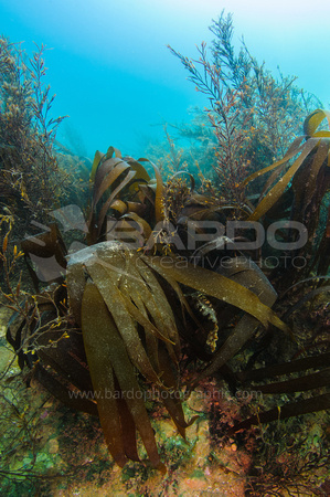 Chesil kelp