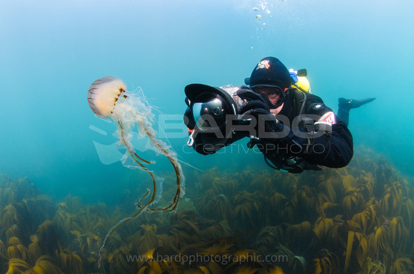 Diver with jellyfish
