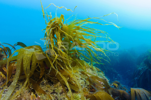 Chesil kelp