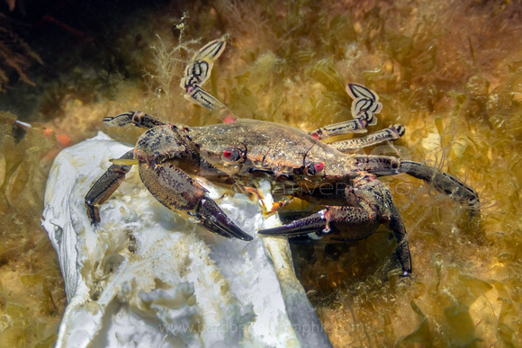Velvet Swimming Crab