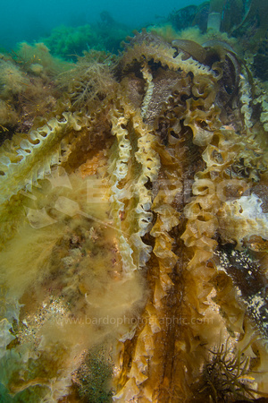 Chesil Kelp