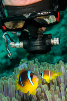 Diver with clown fish