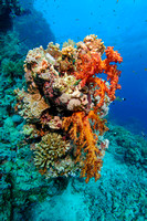 Red Sea Reef