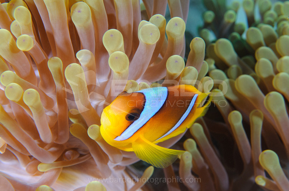Clown fish and anemone