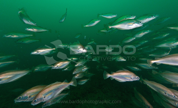 Shoaling Bib - UK marine fish