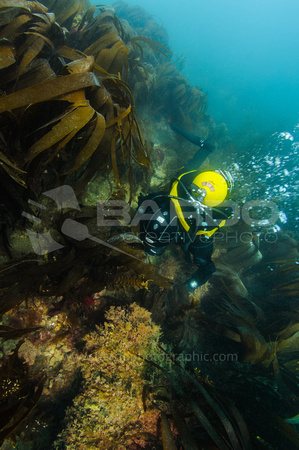 Chesil kelp diver
