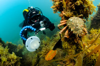 Diver filming spider crab