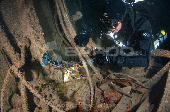 Common lobster on wreck