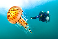 Diver with Compass jellyfish