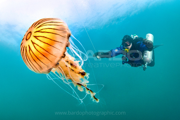 Diver with Compass jellyfish
