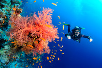 Colourful Reefs - Red Sea