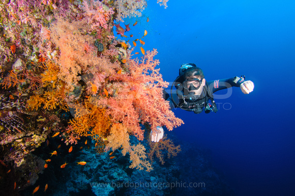 Red Sea Soft Coral