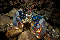 UK Diving - Marine Life