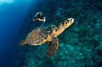 Aquatic Life - Bluewater