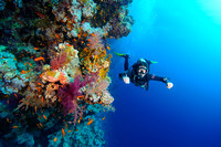 Red Sea Reef