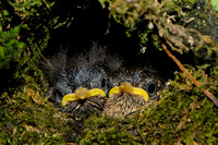Hatchlings in the nest
