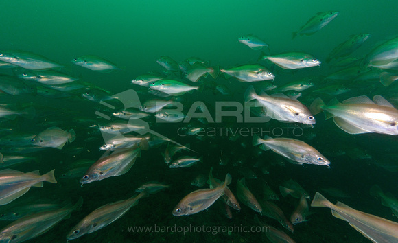 Shoaling Bib - UK marine fish