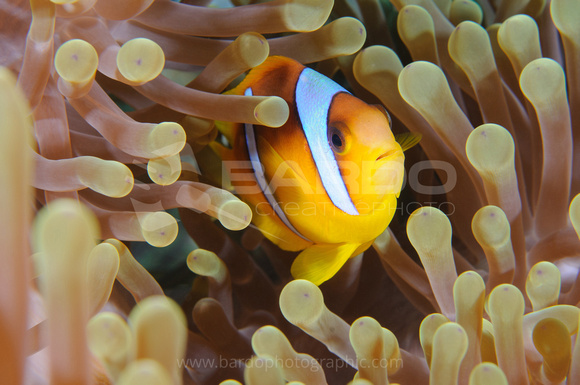 Clown fish and anemone
