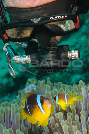 Diver with clown fish